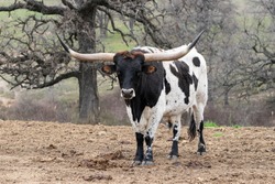 A large black and white Longhorn bull with long, black tipped horns standing alone in a patch of dirt in a ranch pasture with a stand of leafless trees in the background.