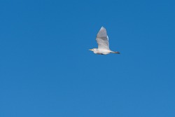 A single white Cattle Egret flapping its wings as it soars gracefully through a cloudless, blue sky on a sunny spring morning.