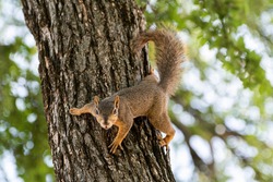 A cute, furry Easter Fox Squirrel clinging to the bark on an Oak tree with its fuzzy tail curled over its back as it alertly watches the photographer below.