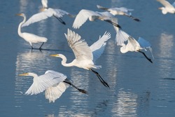 A flock of elegant Great White Egrets using their powerful wings to take flight from the shallow water of a lake on a sunny morning.