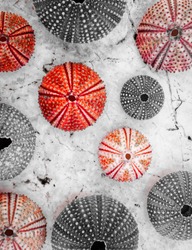 sea urchin shells in black, white and red,  filtered image