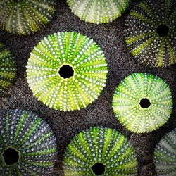 green sea urchin shells on dark sea sand background, filtered image