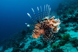 Red Lionfish hunting on the coral reef