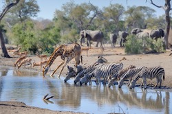 TALAMATI WATERHOLE during a drought. Mixed game gather at a waterhole during a long drought. Kruger National Park, South Africa. 