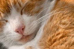 Close up of the head of a sleeping red cat with focus on the nose and fur