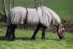 Horse with horse fly sheet and mask for protection against insects grazing in a pasture