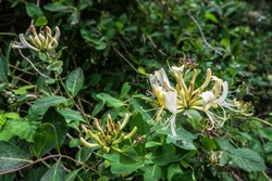 Lovely sweet scented yellow-white honeysuckle or Lonicera caprifolium flowers on a bush in the forest