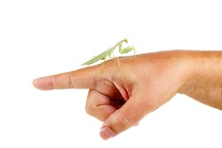Hand hold Mantis or Praying Mantis, Mantis religiosa isolated on a white background
