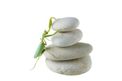 Mantis or Praying Mantis, Mantis religiosa crawling on pebble isolated on a white background