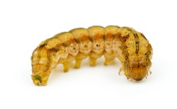 Brown caterpillar isolated on the white background. Shallow DOF. Focused on worm's head