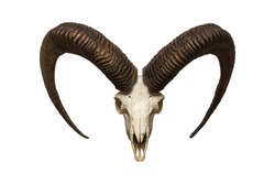 goat skull on the white background
