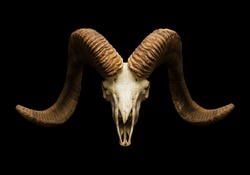 goat skull on the black background