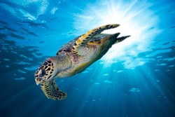 hawks bill sea turtle dive down into the deep blue ocean against the sunlight
