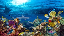 underwater coral reef landscape 16to9 background  in the deep blue ocean with colorful fish and marine life