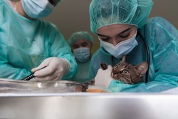 Veterinary team for treating sick cats, animal hospital. Preparing cat for surgery by shaving belly.