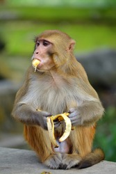 Monkey eating banana