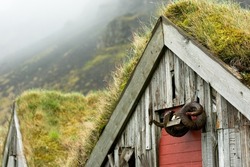 Abandoned historic turf house farm buildings in Nupsstadur, Iceland
