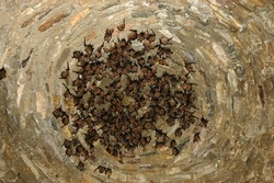 Group of sleeping bats colony in a cave. Caucasus mountains, Georgia