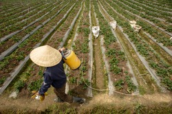 Woman works on strawberry field wearing traditional Asian hat