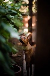 Red Dog Squirrel Watching in San Diego