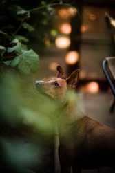 Red Dog Squirrel Watching in San Diego