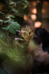 Double Exposure of Red Dog Squirrel Watching in San Diego