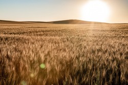 Wheat fields in North Dakota with sunflare
