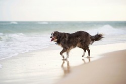 Beautiful border collie dog walking along the ocean shore.