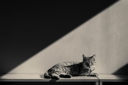 Cat in the light strip