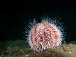 feeding common sea urchin on a black background