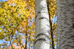 Close up of the bark of birch trees on a fall day.