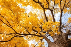 Looking up through branches of tree at yellow autumn leaves.