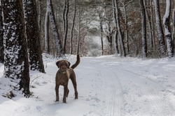Brown poodle off-leash standing in snowy landscape