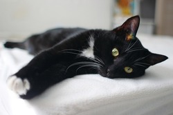 Black and white cat lying on the bed