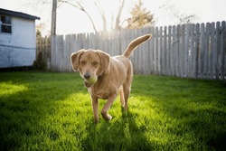Brown Dog Running with Ball Playing Fetch in Backyard Grass