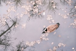 Canadian Goose in a pond in Colorado