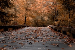 Fall Landscape with boardwalk covered with Fall leaves