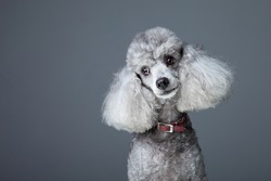 Close-up portrait of obedient small gray poodle with  red leather collar on grey background