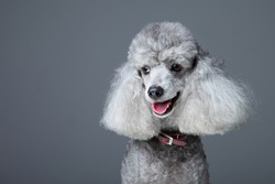 Close-up portrait of obedient smiling small gray poodle with  red leather collar on grey background
