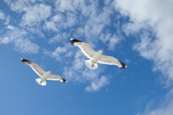 Two white sea gulls flying in the blue sunny sky over the coast of Baltic Sea