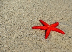 Red starfish (Echinaster sepositus) on the beach