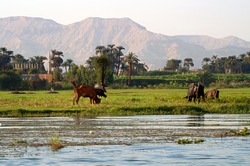 Cows on river bank Nile in Egypt. Life on the River Nile