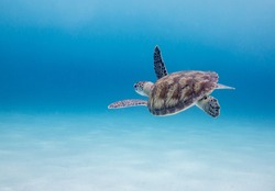 Sea Turtle in blue sea