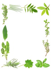 Herb leaf selection forming a border. Over white background.