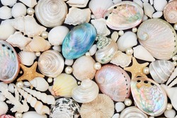 Large seashell collection with oyster pearls composition forming an abstract background. Beautiful tropical nature composition. Top view, flat lay.