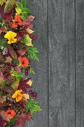Rustic Autumn leaf, flower, pine cone and berry fruit natural abstract background border with old grey rustic weathered wood. Harvest festival composition for the Fall, Halloween and Thanksgiving.