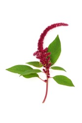 Amaranthus plant with red flower amaranth seed. Health food highly nutritious, gluten free, high in protein, minerals, vitamins and antioxidants. Lowers cholesterol and helps weight loss. On white. 