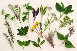 Herb leaf and flower selection for medicinal and culinary use over mottled cream background.