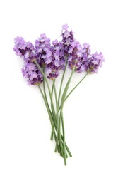 Lavender herb flowers isolated over white background. Lavandula.