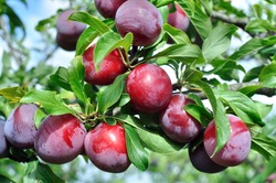 ripe plums on a tree branch in the orchard